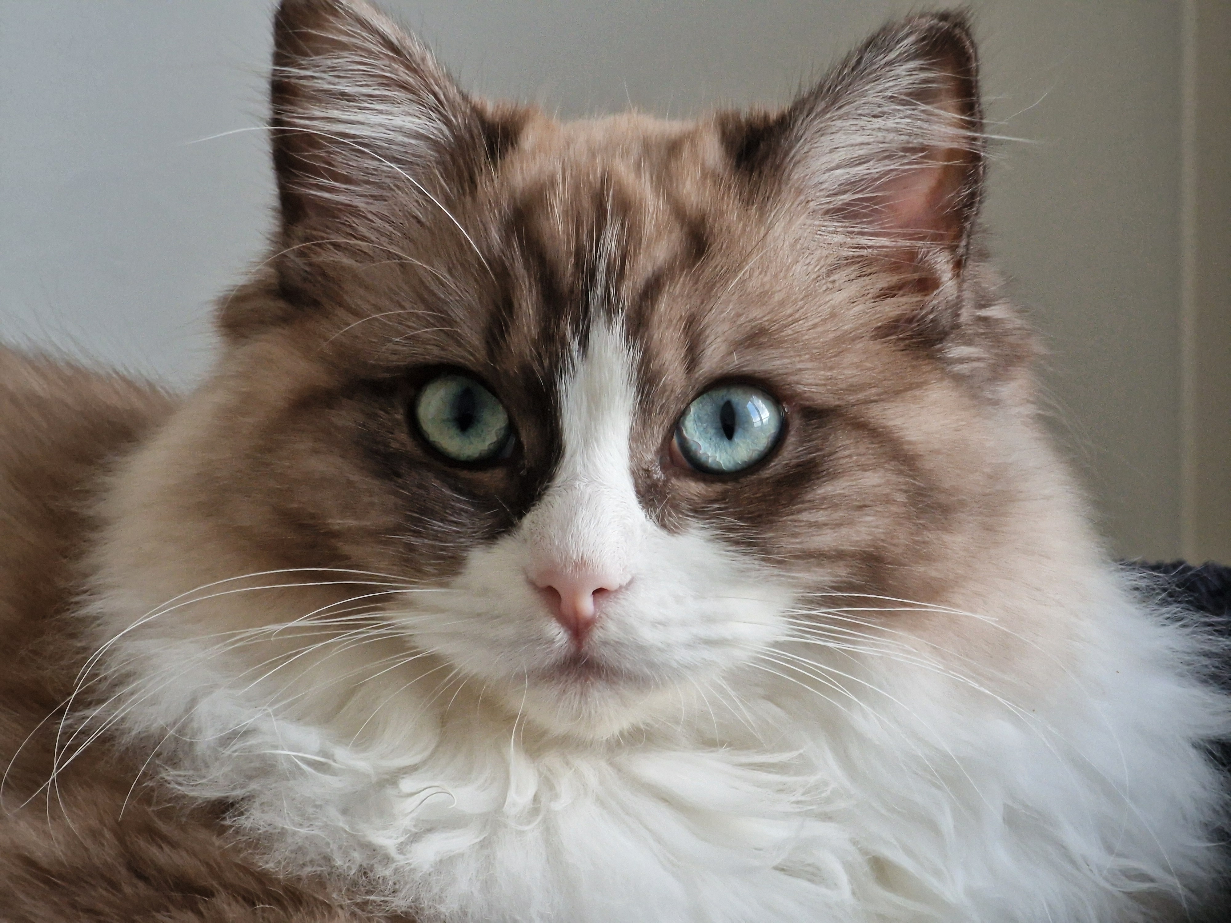 Tilly the Cat